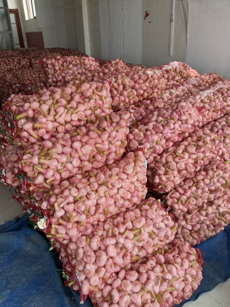 河南淮阳紫皮大蒜大量上市，大小在六公分左右