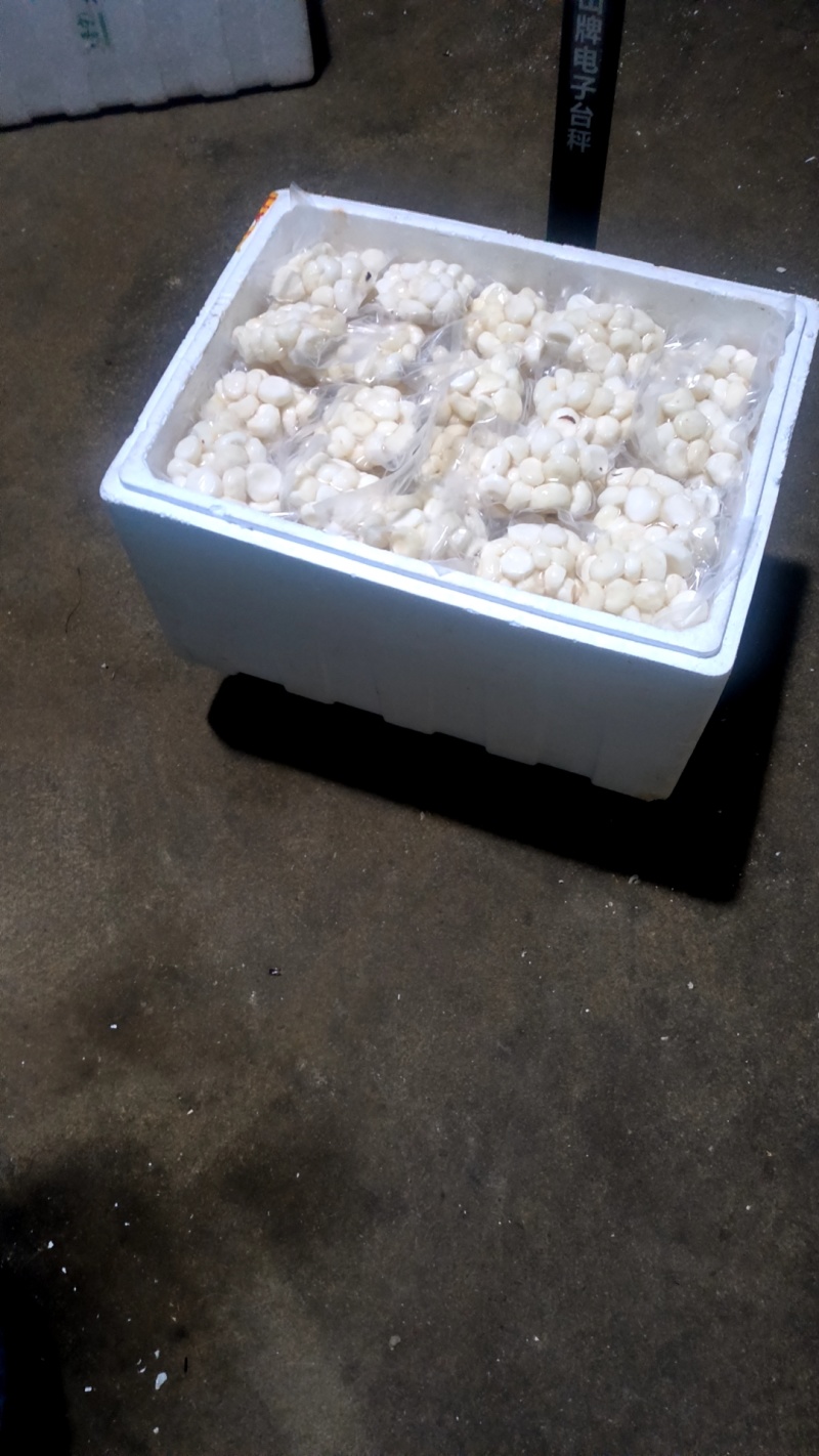 干白马蹄
