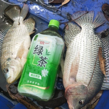 罗飞