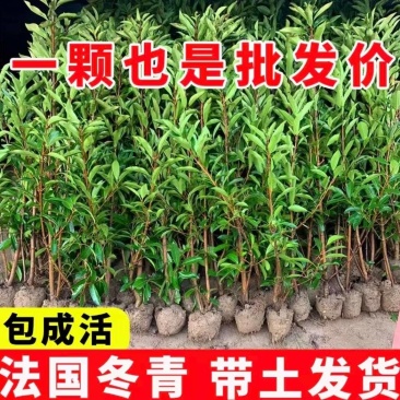 青珊瑚浙江宁波产地直发农户自销货量充足规格大小齐全
