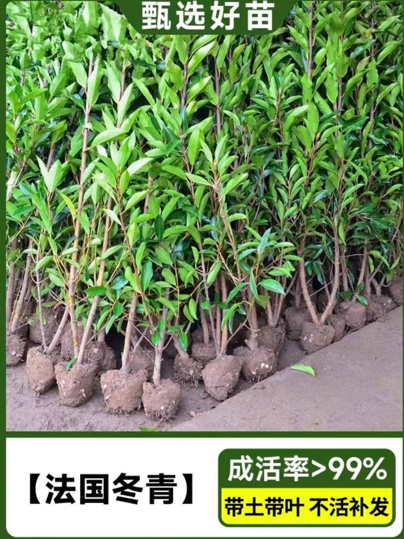 法国冬青苗货源充足规格齐全供全国市场整车发货