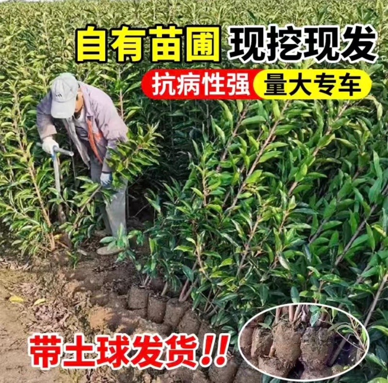 法国冬青苗货源充足规格齐全供全国市场整车发货