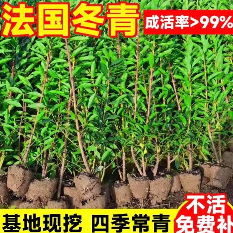 法国冬青苗货源充足规格齐全供全国市场整车发货