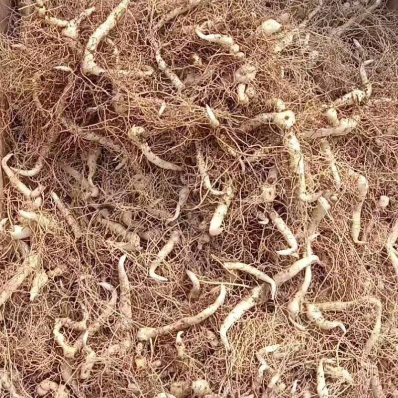 黄精种苗现挖现发，质量保证，产地直发，质量保证，欢迎来电