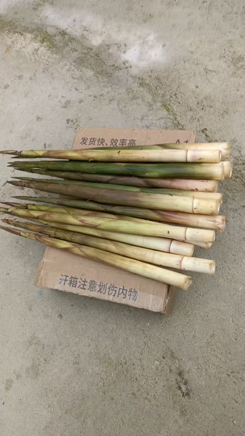 野生水竹笋天然