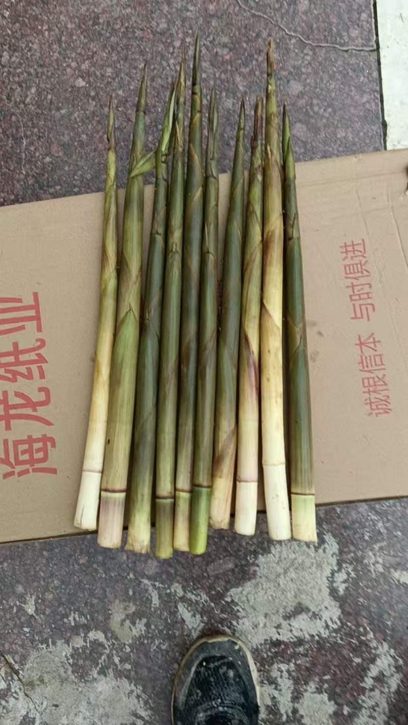 野生水竹笋天然