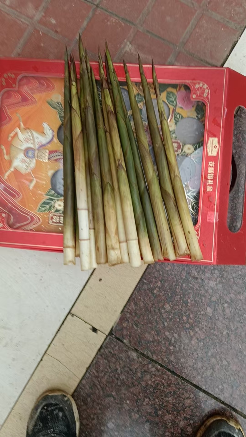 野生水竹笋天然
