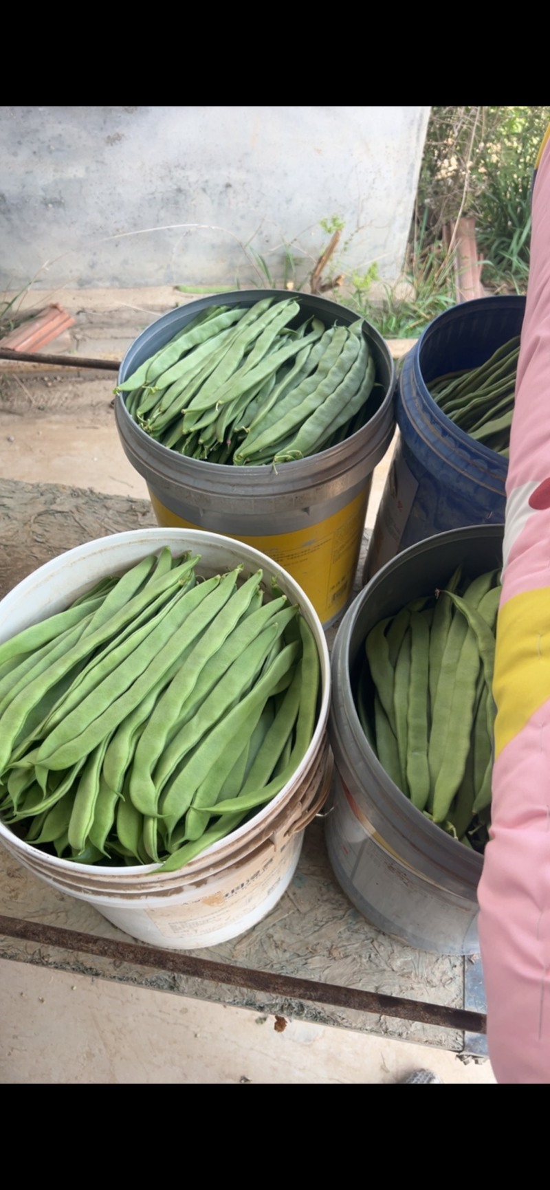 商河大扁，