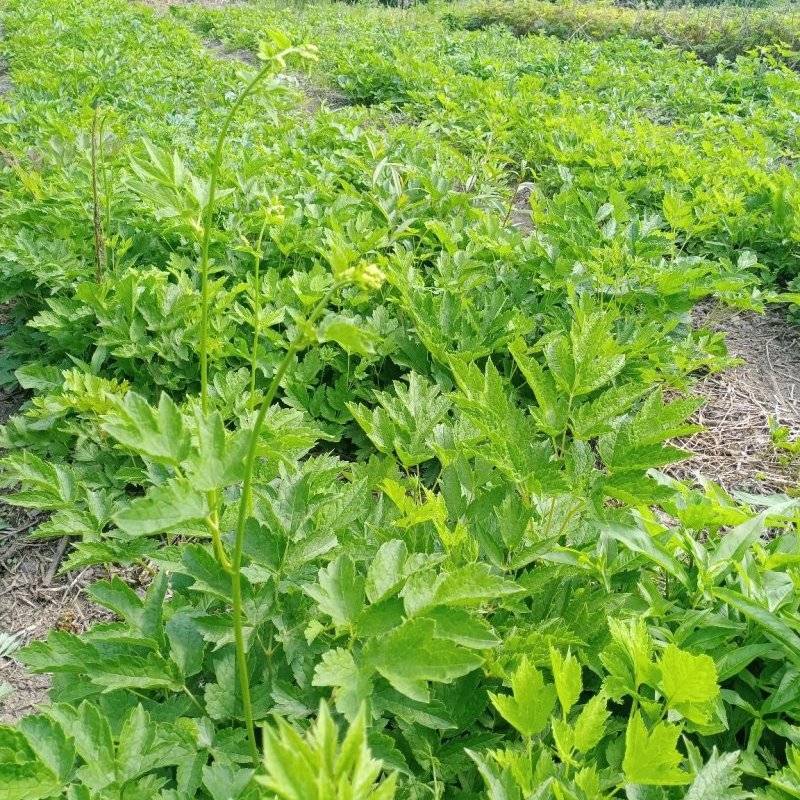 优质升麻种苗基地直供现，挖现发免费指导技术，售货无忧