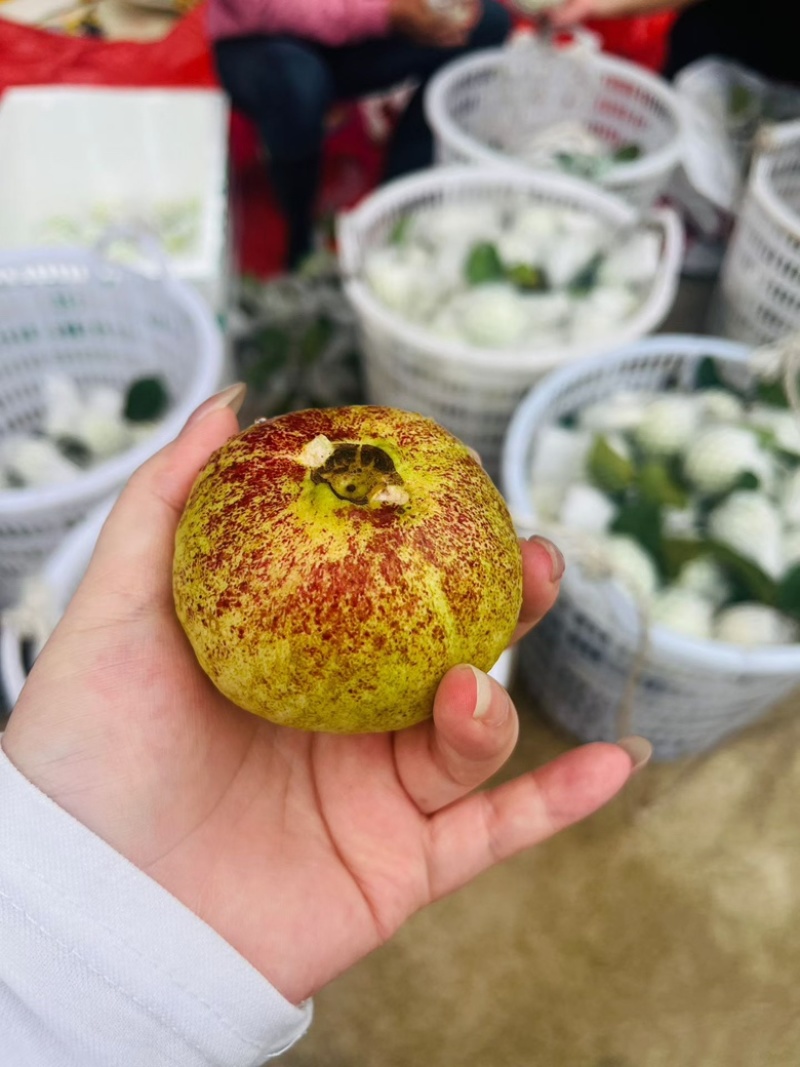 果园直发，施农家肥，现场拍摄无滤镜，精挑精品果