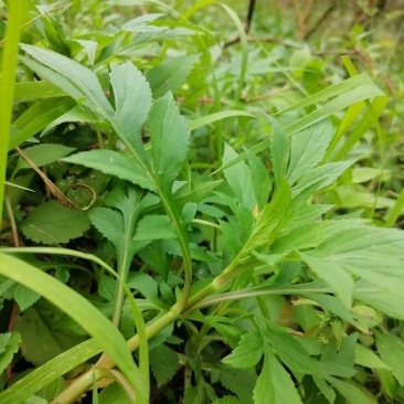 苦斋