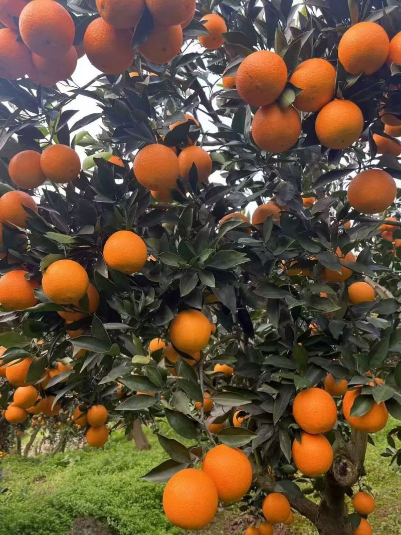 湖北秭归纽荷尔脐橙新鲜采摘现采现发口感纯甜