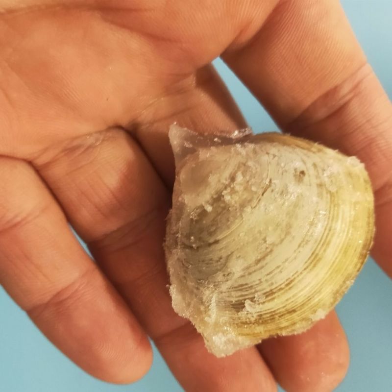 白蚬子冷冻真空即食白蚬子白蛤蜊开袋即食每袋400克包邮