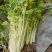 马家沟芹菜新货随时可发