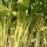 马家沟芹菜新货随时可发