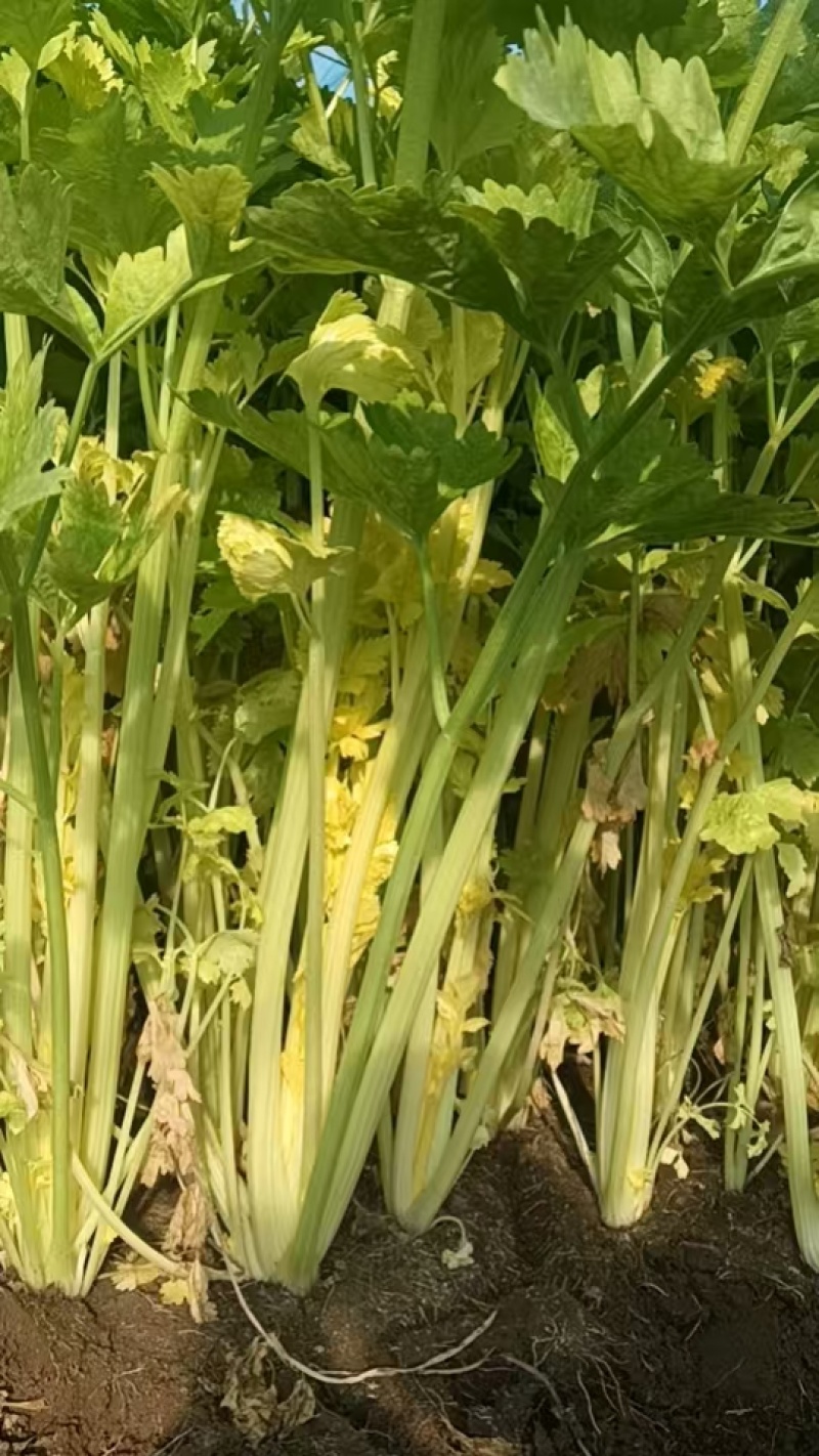 马家沟芹菜新货随时可发