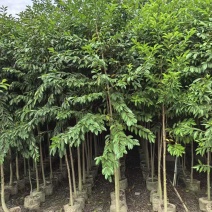 铁冬青原生苗，高度2米，普宁苗木基地，