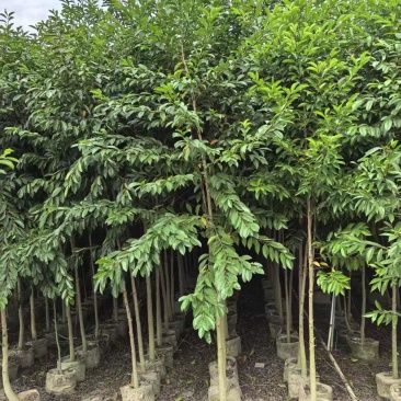 铁冬青原生苗，高度2米，普宁苗木基地，