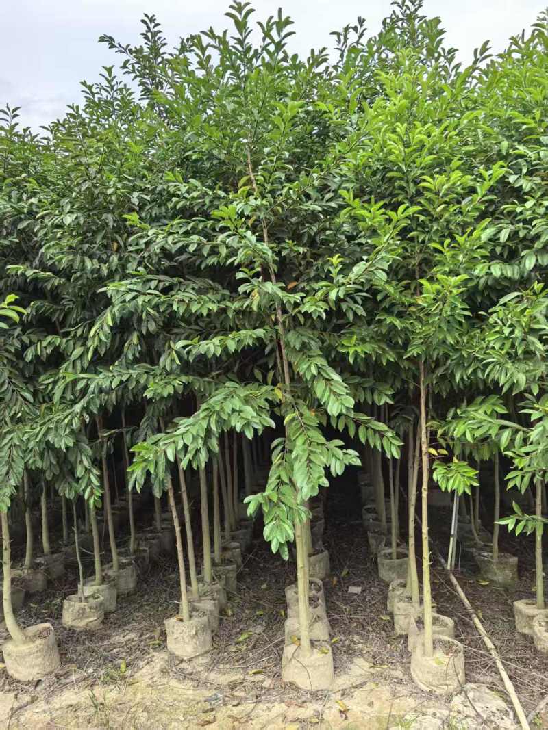 铁冬青原生苗，高度2米，普宁苗木基地，