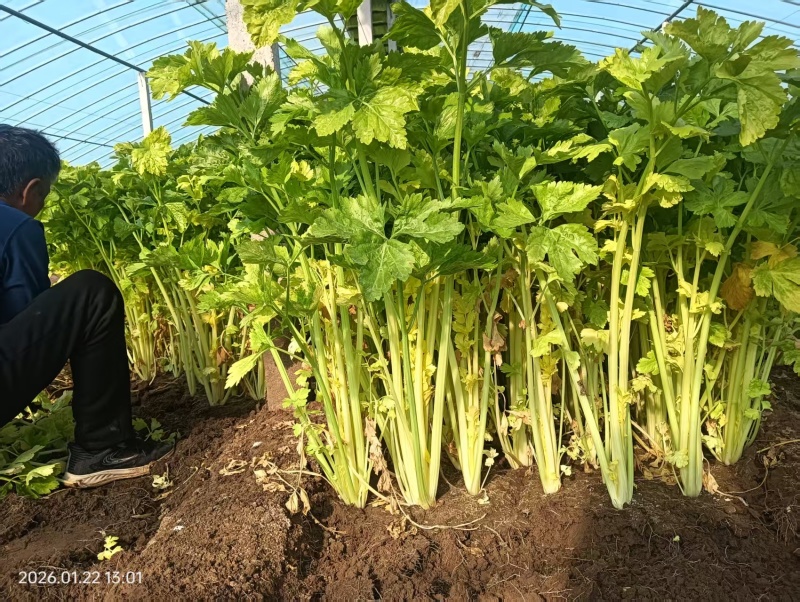 马家沟芹菜新货随时可发