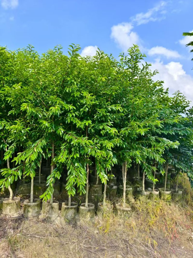 铁冬青原生苗，高度2米，普宁苗木基地，