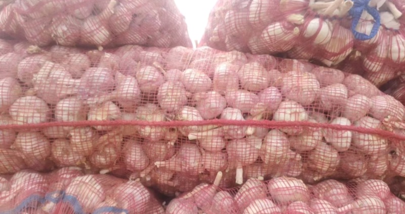 山东大蒜白皮蒜品质保证基地直供量大从优欢迎联系