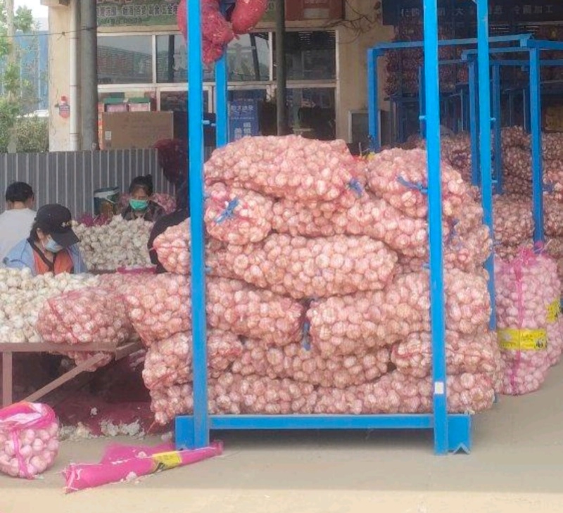 山东大蒜白皮蒜品质保证基地直供量大从优欢迎联系