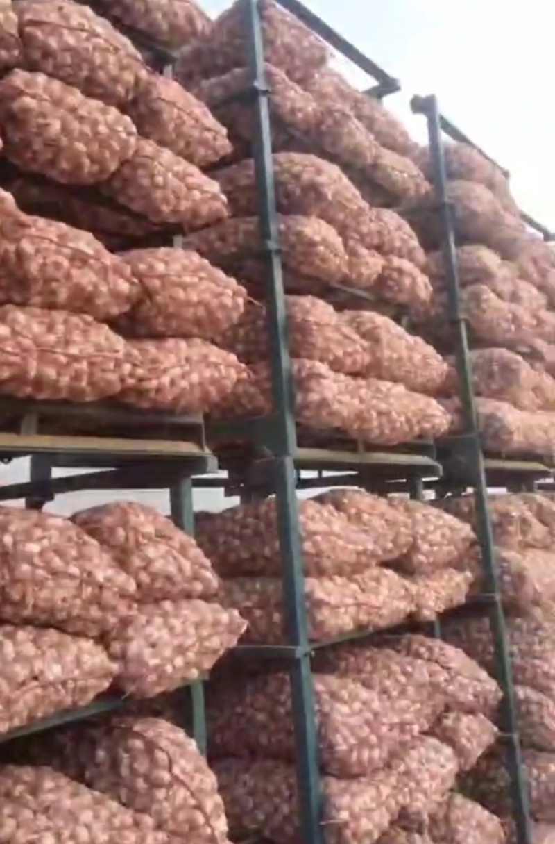 山东大蒜白皮蒜品质保证基地直供量大从优欢迎联系