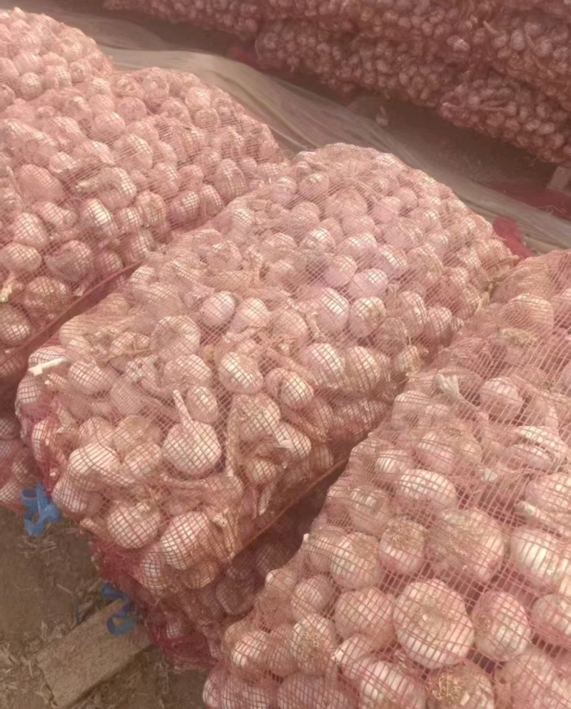 山东大蒜白皮蒜品质保证基地直供量大从优欢迎联系