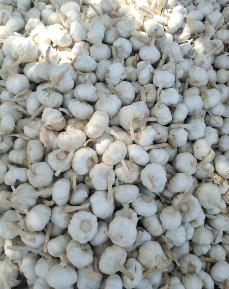 山东大蒜白皮蒜品质保证基地直供量大从优欢迎联系