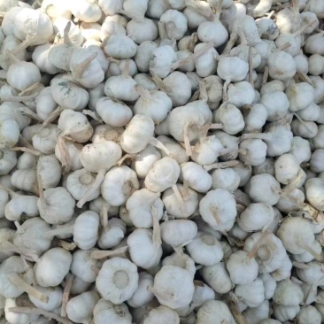 山东大蒜白皮蒜品质保证基地直供量大从优欢迎联系