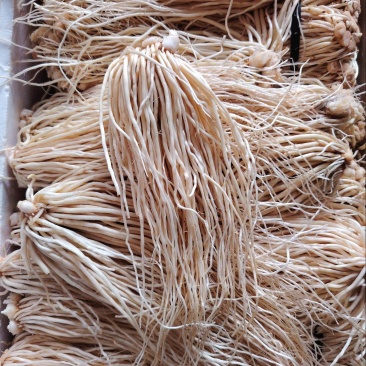 云南新鲜苤菜根，