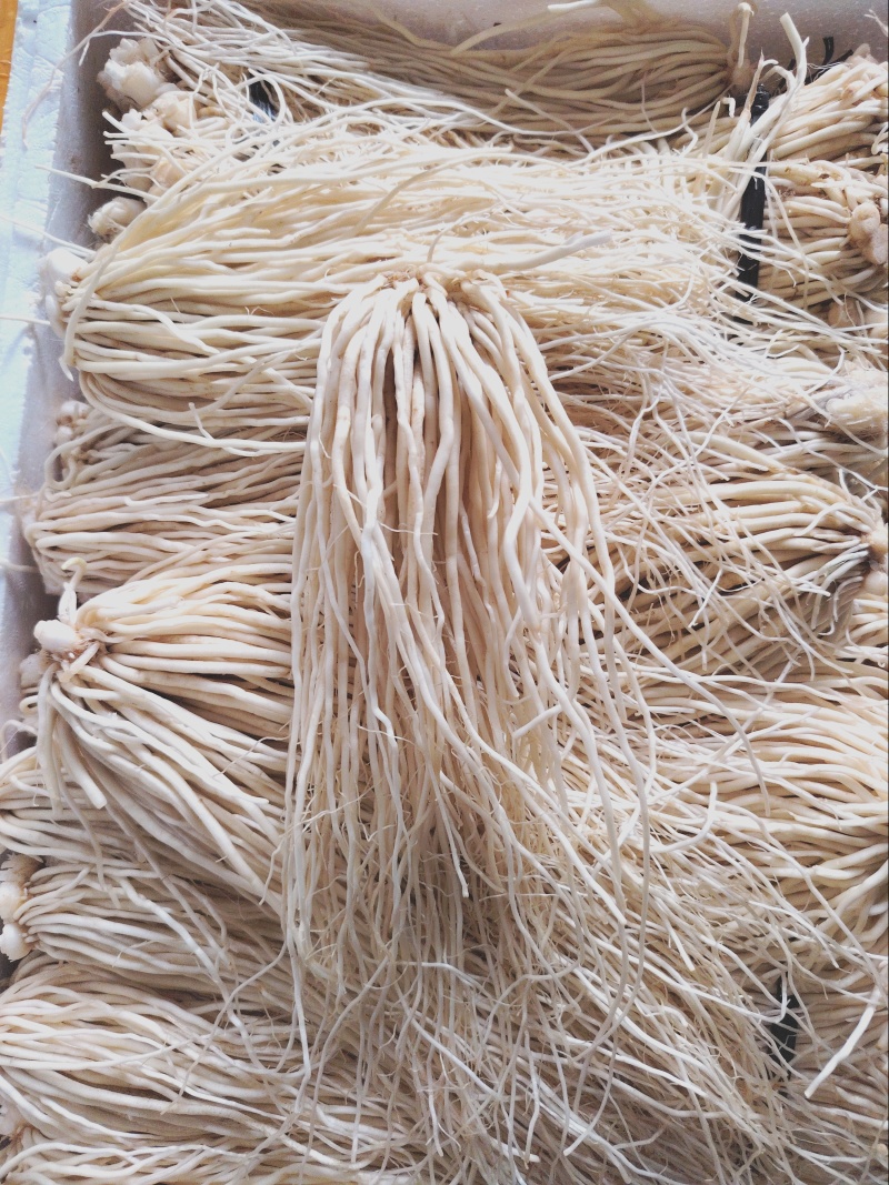 云南新鲜苤菜根，