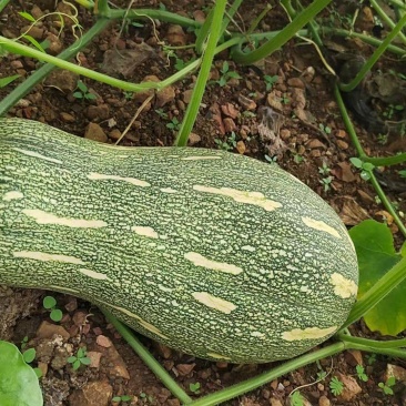蜜本南瓜