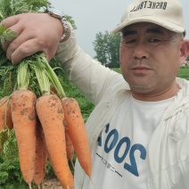 大量供应河南精品春季萝卜支持各种包装商超电商平台价格美丽