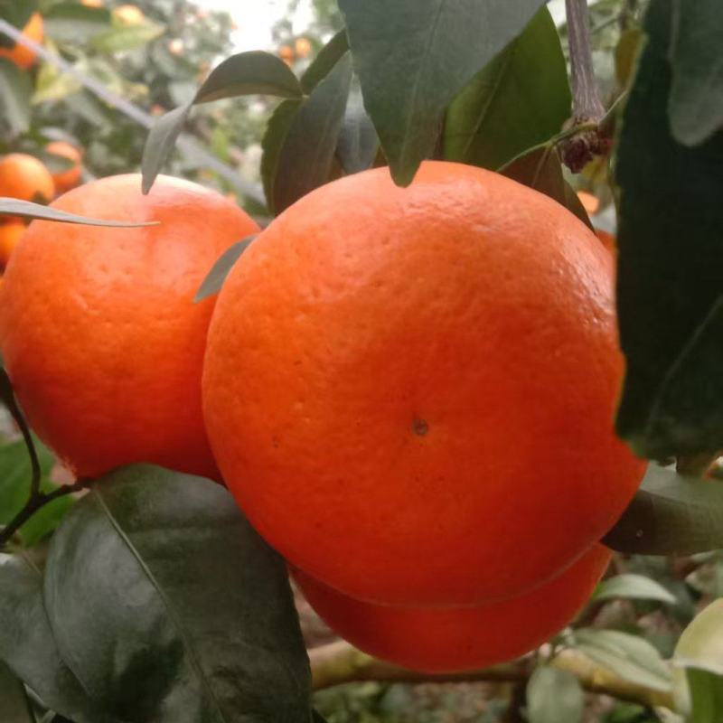 广西沃柑产地货源充足对接电商市场商超及出口贸易。