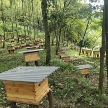 【秭归三峡深处优选蜂蜜】土蜂蜜百花蜜橙花蜜代发批发贴牌