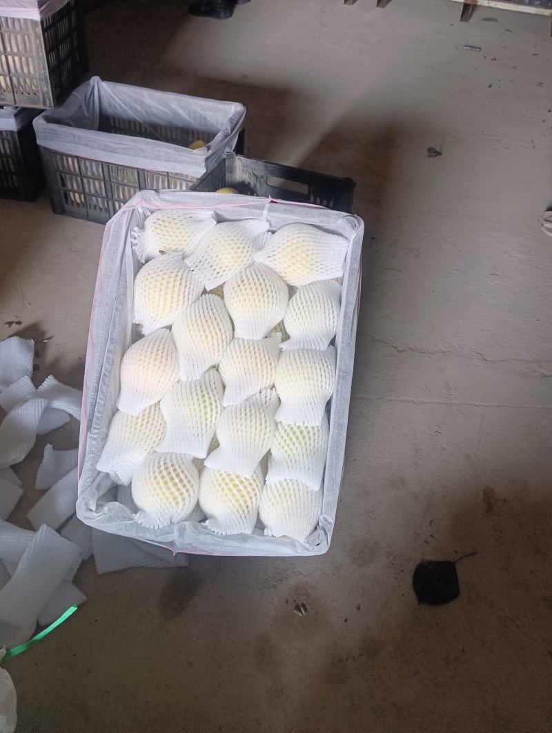 景泰皇冠梨，口感香甜，皮薄肉厚，光泽亮丽，属优质产品！