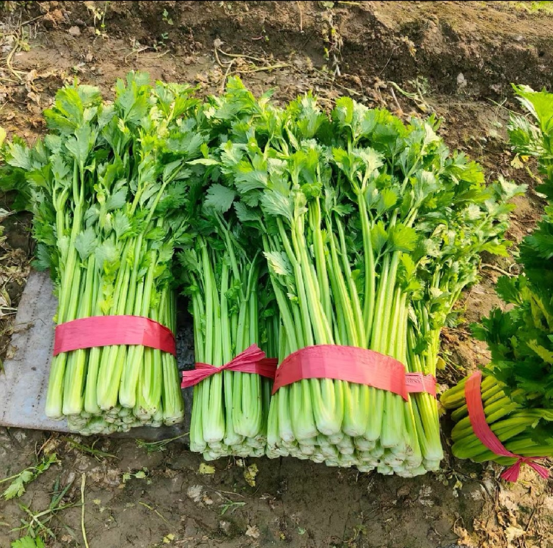 【安徽西芹】砀山县芹菜/60～70公分/产地直供/全国发