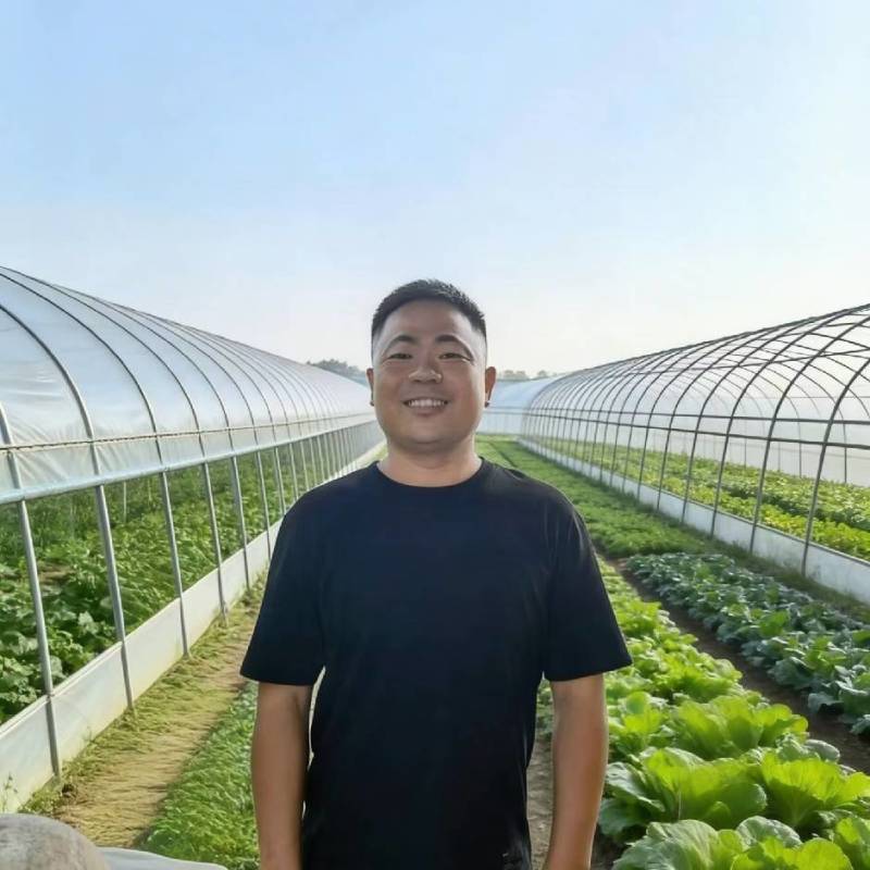 安徽大棚芹菜&砀山西芹/60-70公分/基地代发全国