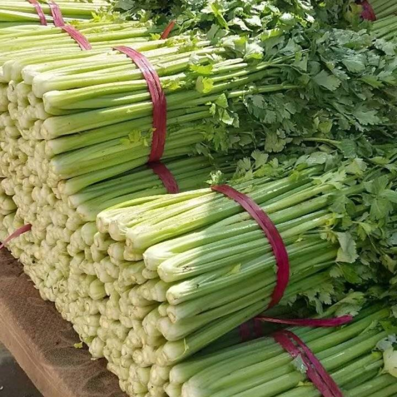 安徽大棚芹菜&砀山西芹/60-70公分/基地代发全国
