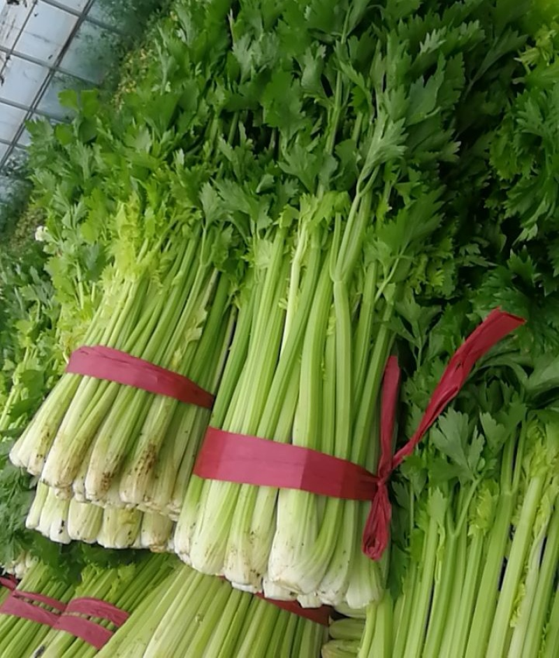 安徽大棚芹菜&砀山西芹/60-70公分/基地代发全国