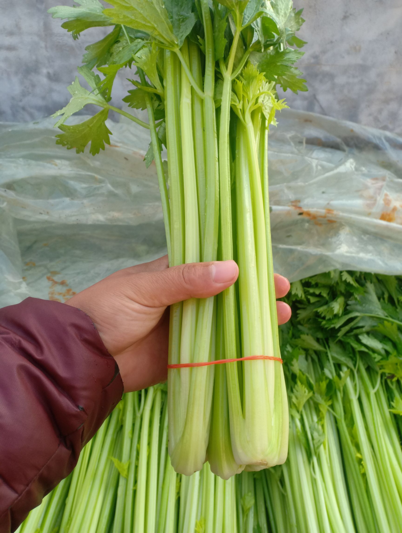 安徽大棚芹菜&砀山西芹/60-70公分/基地代发全国