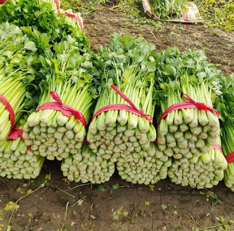 安徽大棚芹菜&砀山西芹/60-70公分/基地代发全国