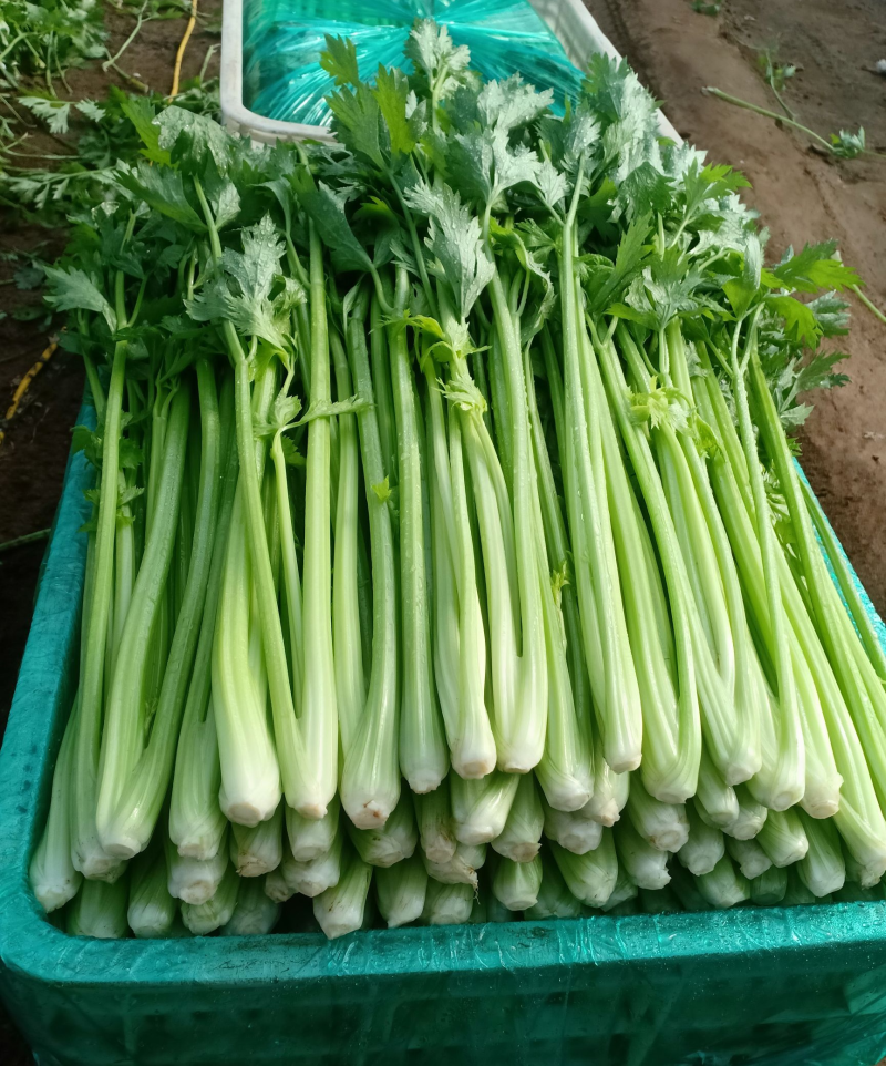 安徽大棚芹菜&砀山西芹/60-70公分/基地代发全国