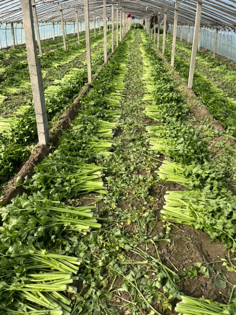 安徽大棚芹菜&砀山西芹/60-70公分/基地代发全国