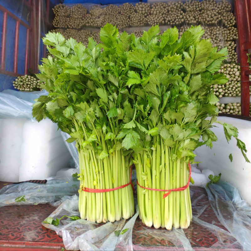安徽大棚芹菜&砀山西芹/60-70公分/基地代发全国