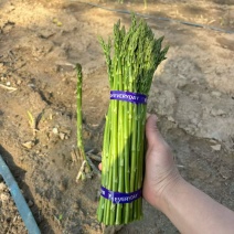 小号芦笋长28cm粗度0.8一下
