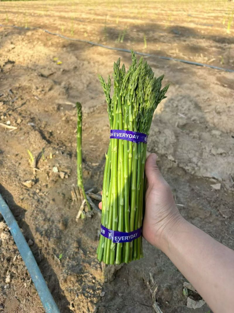 小号芦笋长28cm粗度0.8一下