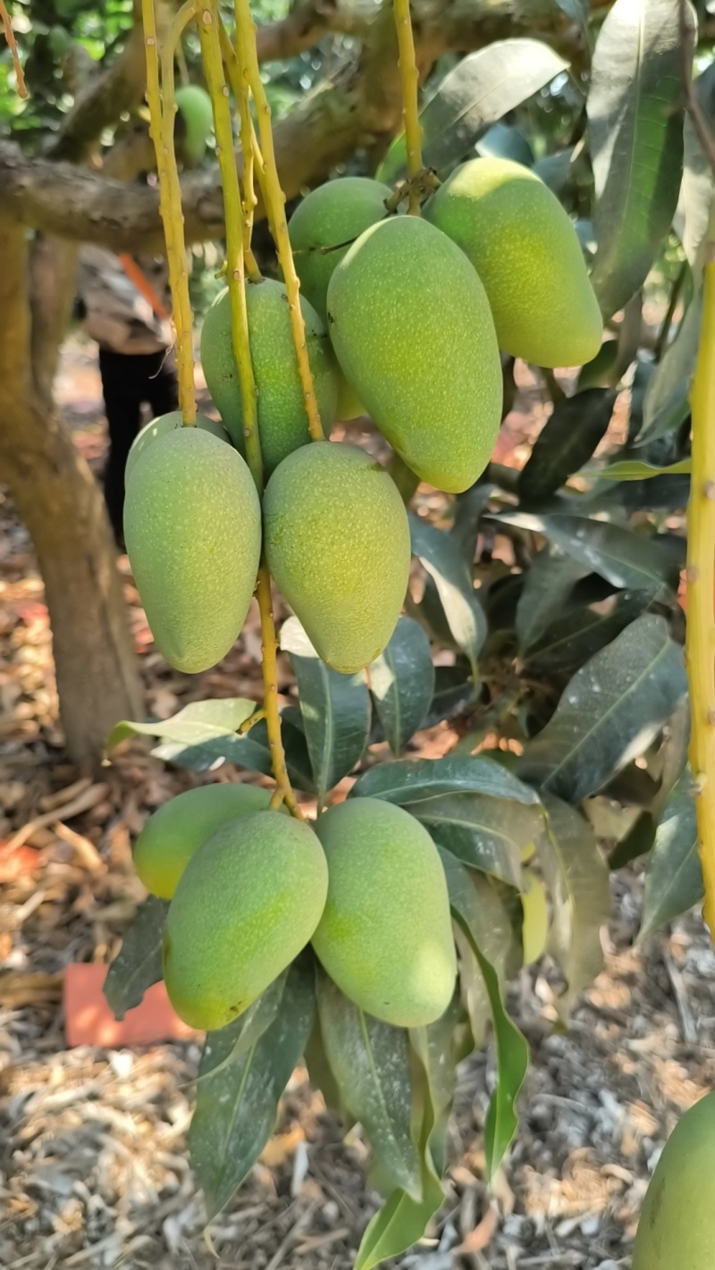 贵妃芒